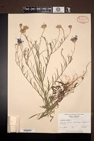 Attēlu rezultāti vaicājumam “Cyanus segetum”