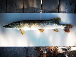Image result for Esox lucius