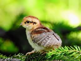 Attēlu rezultāti vaicājumam “Bonasa bonasia eggs”