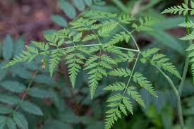 Attēlu rezultāti vaicājumam “Conioselinum tataricum”