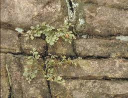 Attēlu rezultāti vaicājumam “Asplenium ruta-muraria”