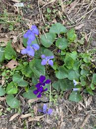 Attēlu rezultāti vaicājumam “Viola sororia”