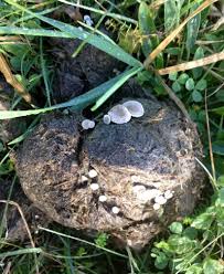 Attēlu rezultāti vaicājumam “Poronia punctata”