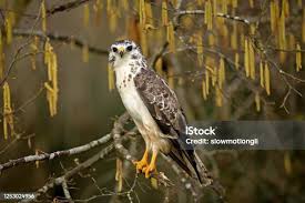 Attēlu rezultāti vaicājumam “Buteo buteo adult”
