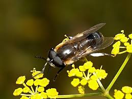 Attēlu rezultāti vaicājumam “Heptatoma pellucens”