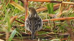 Image result for Anthus gustavi