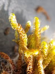 Attēlu rezultāti vaicājumam “Palustriella falcata”