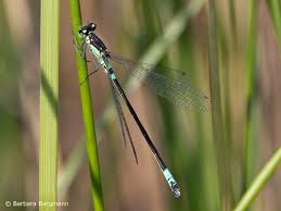 Attēlu rezultāti vaicājumam “Coenagrion armatum”