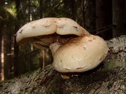 Attēlu rezultāti vaicājumam “Pholiota heteroclita”