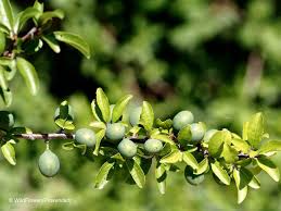 Attēlu rezultāti vaicājumam “Prunus spinosa”