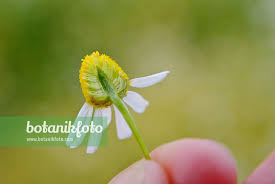 Image result for Matricaria recutita (chamomilla)