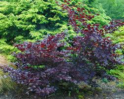Attēlu rezultāti vaicājumam “Fagus sylvatica fo. purpurea female flower”