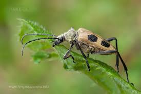 Attēlu rezultāti vaicājumam “Pachyta quadrimaculata”