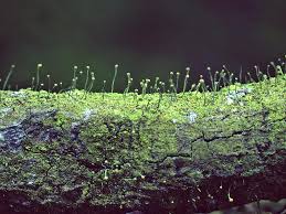 Attēlu rezultāti vaicājumam “Chaenotheca furfuracea”