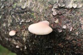 Attēlu rezultāti vaicājumam “Panellus serotinus”