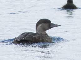 Attēlu rezultāti vaicājumam “Melanitta nigra”