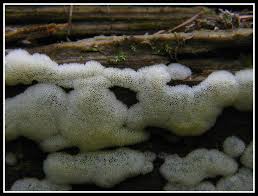 Attēlu rezultāti vaicājumam “Ceratiomyxa porioides”