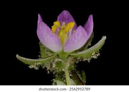 Attēlu rezultāti vaicājumam “Spergularia rubra flower”