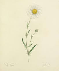 Image result for Chrysanthemum leucanthemum