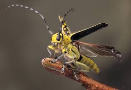 Attēlu rezultāti vaicājumam “Saperda scalaris”