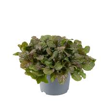 Attēlu rezultāti vaicājumam “Ajuga reptans”