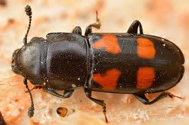 Attēlu rezultāti vaicājumam “Glischrochilus quadripunctatus”