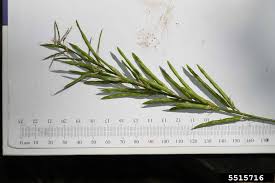 Attēlu rezultāti vaicājumam “Galega orientalis leaf”