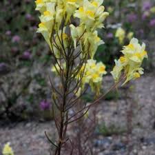 Attēlu rezultāti vaicājumam “Linaria loeselii leaf”