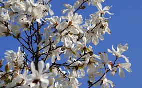 Attēlu rezultāti vaicājumam “Magnolia kobus flower”