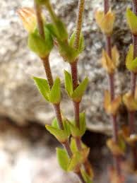 Attēlu rezultāti vaicājumam “Arenaria serpyllifolia flower”