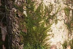 Attēlu rezultāti vaicājumam “Pseudoleskeella nervosa”