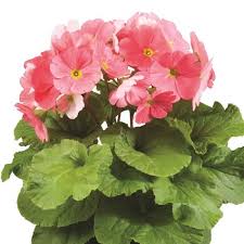 Image result for Primula obconica