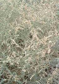 Attēlu rezultāti vaicājumam “Atriplex calotheca”