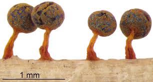 Attēlu rezultāti vaicājumam “Physarum psittacinum”