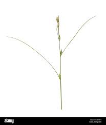 Attēlu rezultāti vaicājumam “Carex remota”