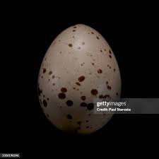 Attēlu rezultāti vaicājumam “Bonasa bonasia eggs”