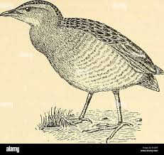 Attēlu rezultāti vaicājumam “Crex crex adult”