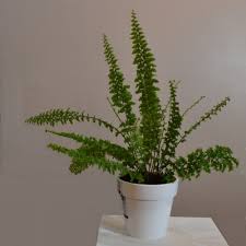 Image result for НЕФРОЛЕПИС (Nephrolepis