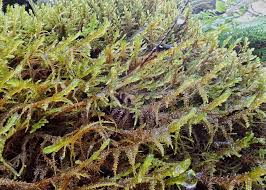 Attēlu rezultāti vaicājumam “Neckera crispa sporophyte”