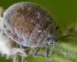 Attēlu rezultāti vaicājumam “Prociphilus xylostei”