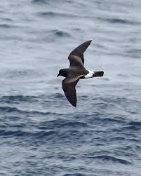 Image result for Oceanodroma castro