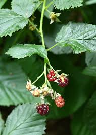 Attēlu rezultāti vaicājumam “Rubus nessensis”