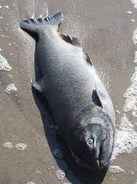 Image result for Oncorhynchus tshawytscha