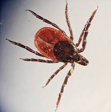 Attēlu rezultāti vaicājumam “Ixodes female”