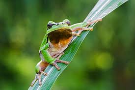Attēlu rezultāti vaicājumam “Hyla arborea adult”
