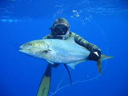 Image result for Caranx bartholomaei