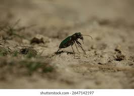 Attēlu rezultāti vaicājumam “Cicindela campestris imago”