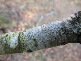 Attēlu rezultāti vaicājumam “Lecanora carpinea”