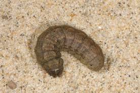 Attēlu rezultāti vaicājumam “Agrotis ripae larva”