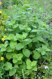 Image result for Melissa officinalis